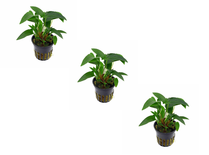 Anubias Barteri (Gracilis) product photo