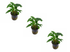 Anubias Barteri (Gracilis) product photo