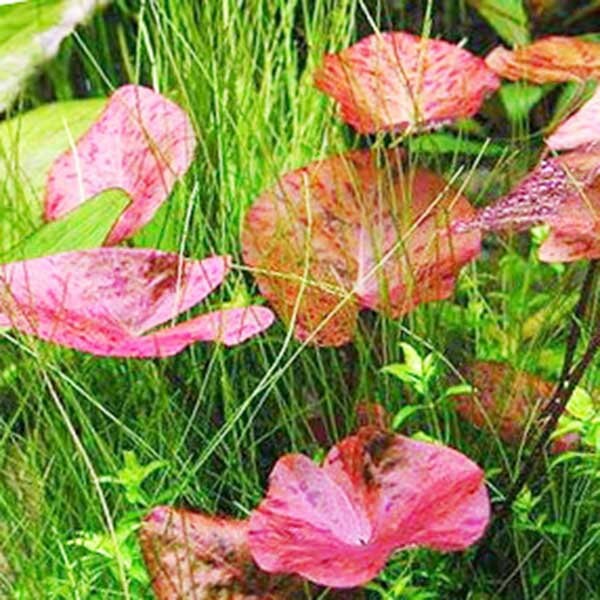 Red Tiger Lotus Aquarium Lily (Nymphaea zenkeri)