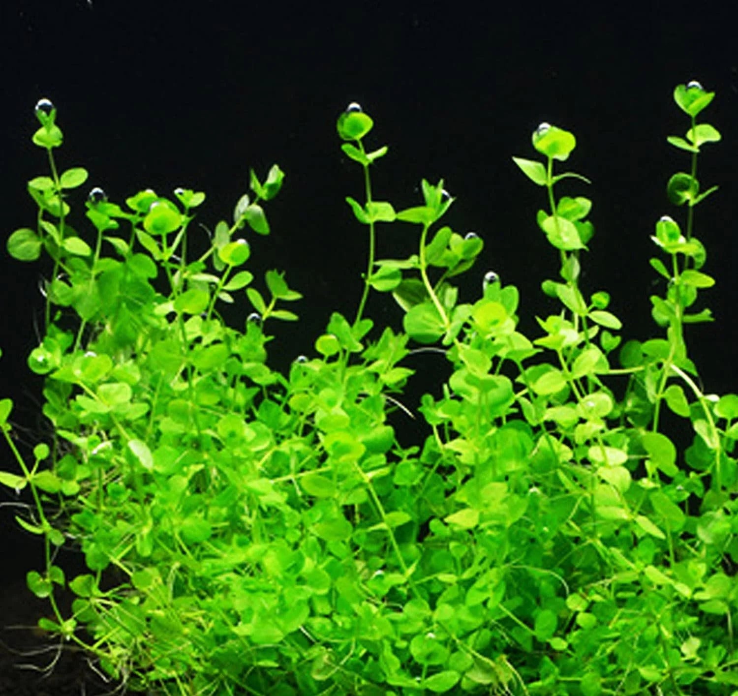 Dwarf Baby Tears Micranthemum Umbrosom size and color reference