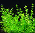 Dwarf Baby Tears Micranthemum Umbrosom size and color reference