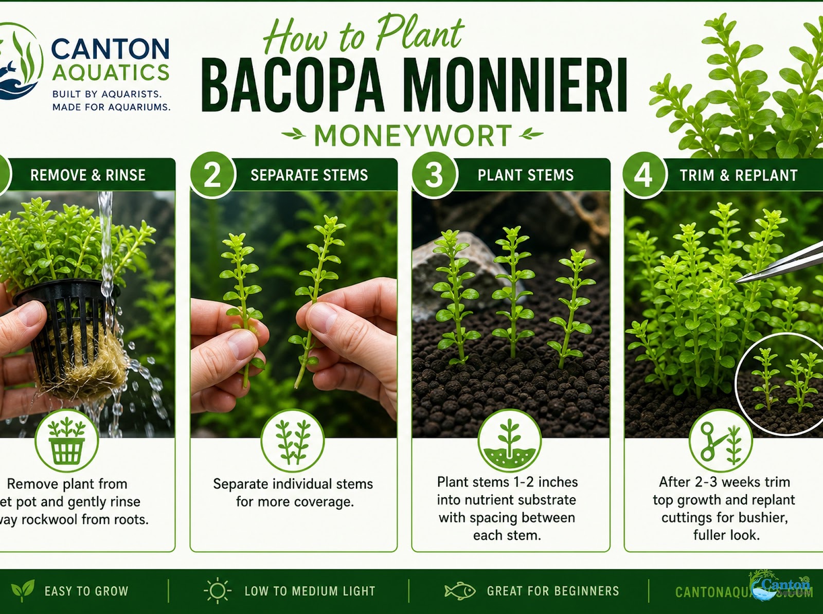 Bacopa Moneywort Live Aquarium Plant 3 Pack Potted Freshwater Fish Tank Bundle from Canton Aquatics