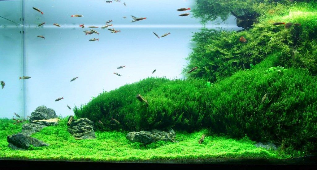 (Pearl Weed) Hemianthus Micranthemoides