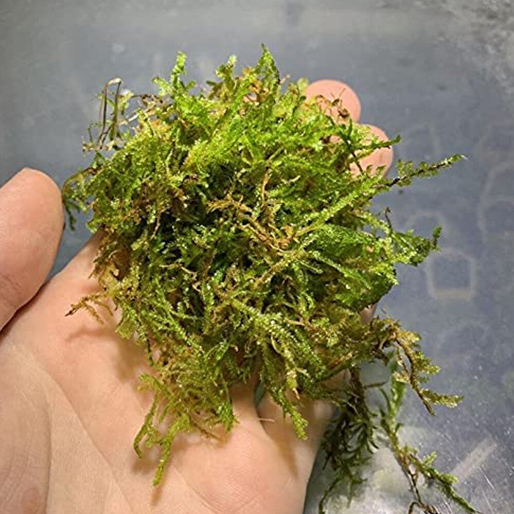 5 Java Moss Portions Live Aquarium Plant Taxiphyllum Barbieri BUY 2 GET 1 FREE