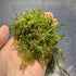 5 Java Moss Portions Live Aquarium Plant Taxiphyllum Barbieri BUY 2 GET 1 FREE