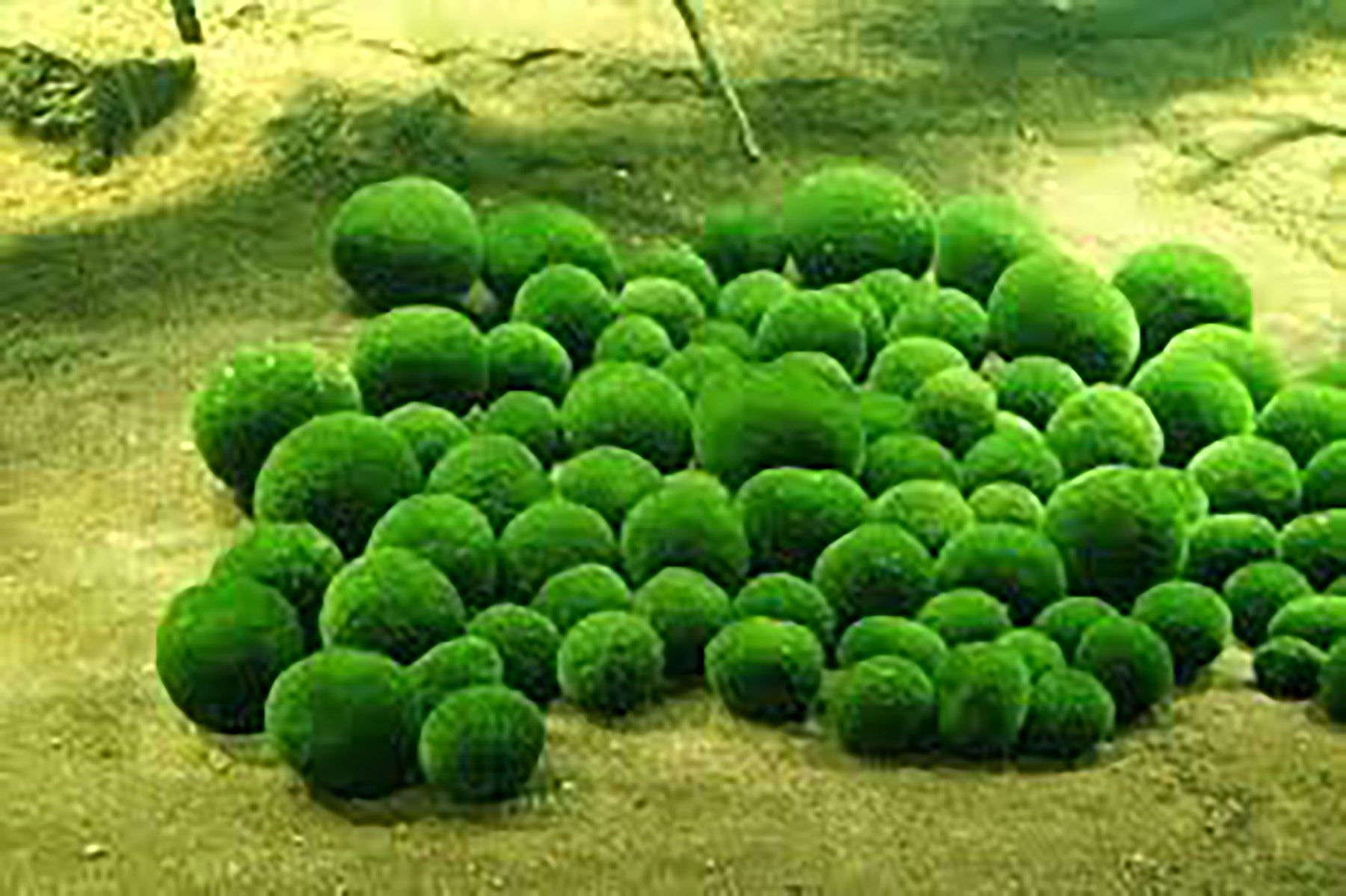 Moss balls - 10 pieces - Marimo - Chladoflora Aegagropila 