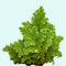 Azolla Filiculoides "Fairy Moss" bundle