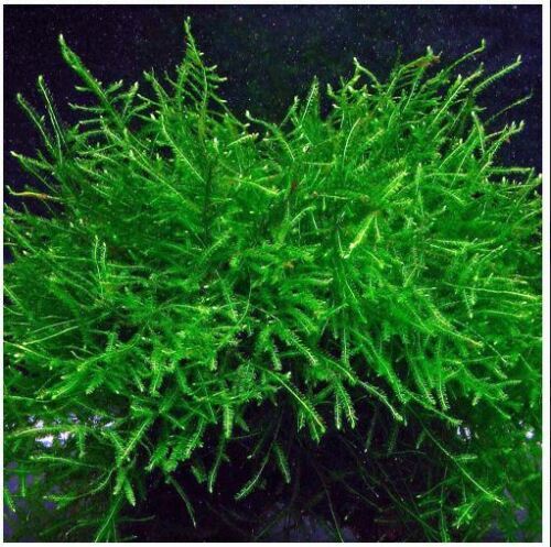 5 Java Moss Portions Live Aquarium Plant Taxiphyllum Barbieri BUY 2 GET 1 FREE