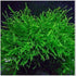 5 Java Moss Portions Live Aquarium Plant Taxiphyllum Barbieri BUY 2 GET 1 FREE