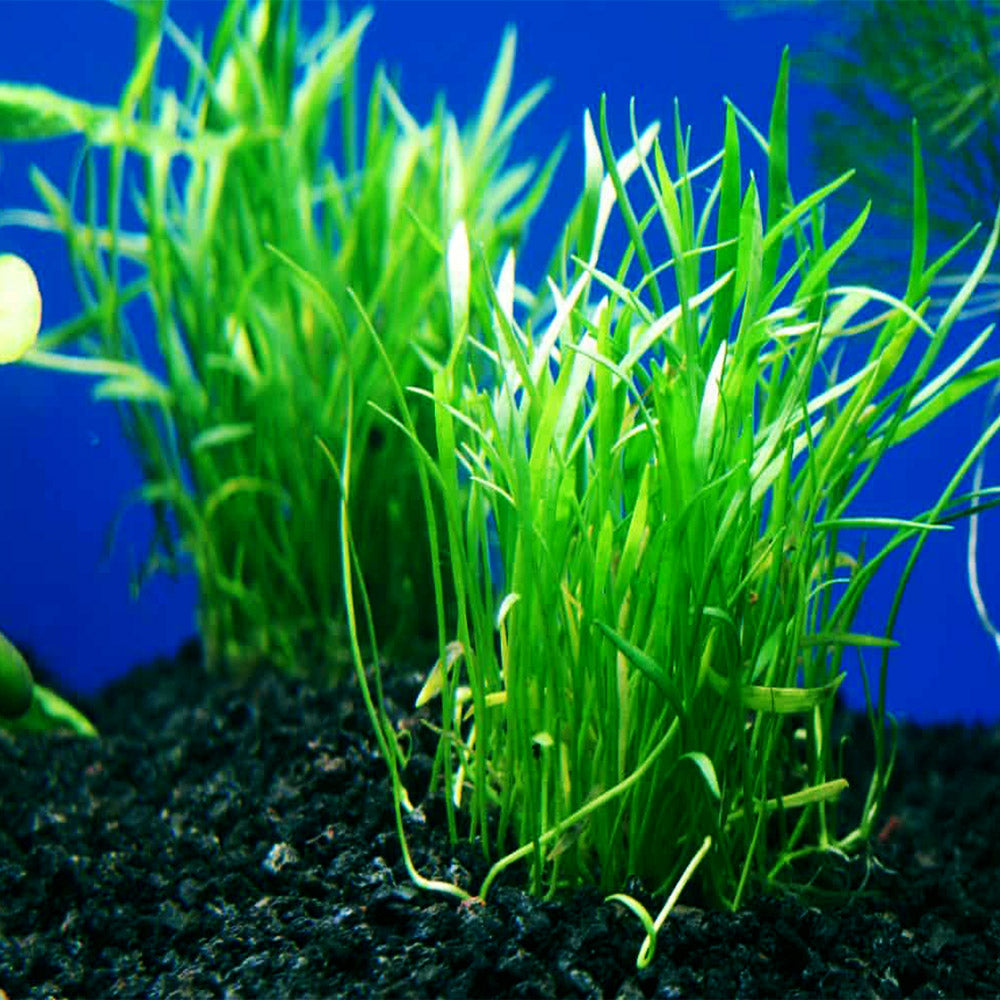 Micro Sword NarrowLeaf (Lilaeopsis Zelandiae) size and color reference
