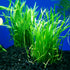 Micro Sword NarrowLeaf (Lilaeopsis Zelandiae) size and color reference