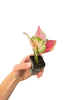 Aglaonema Queen Red Valentine Rooted Starter Plant