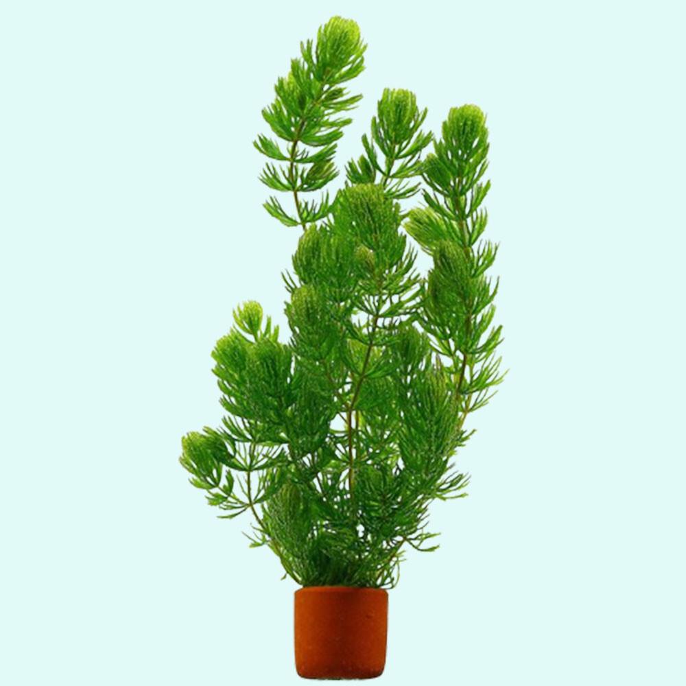 Beginner-Friendly Low Light Plant Bundle (6 Easy-Grow Varieties)
