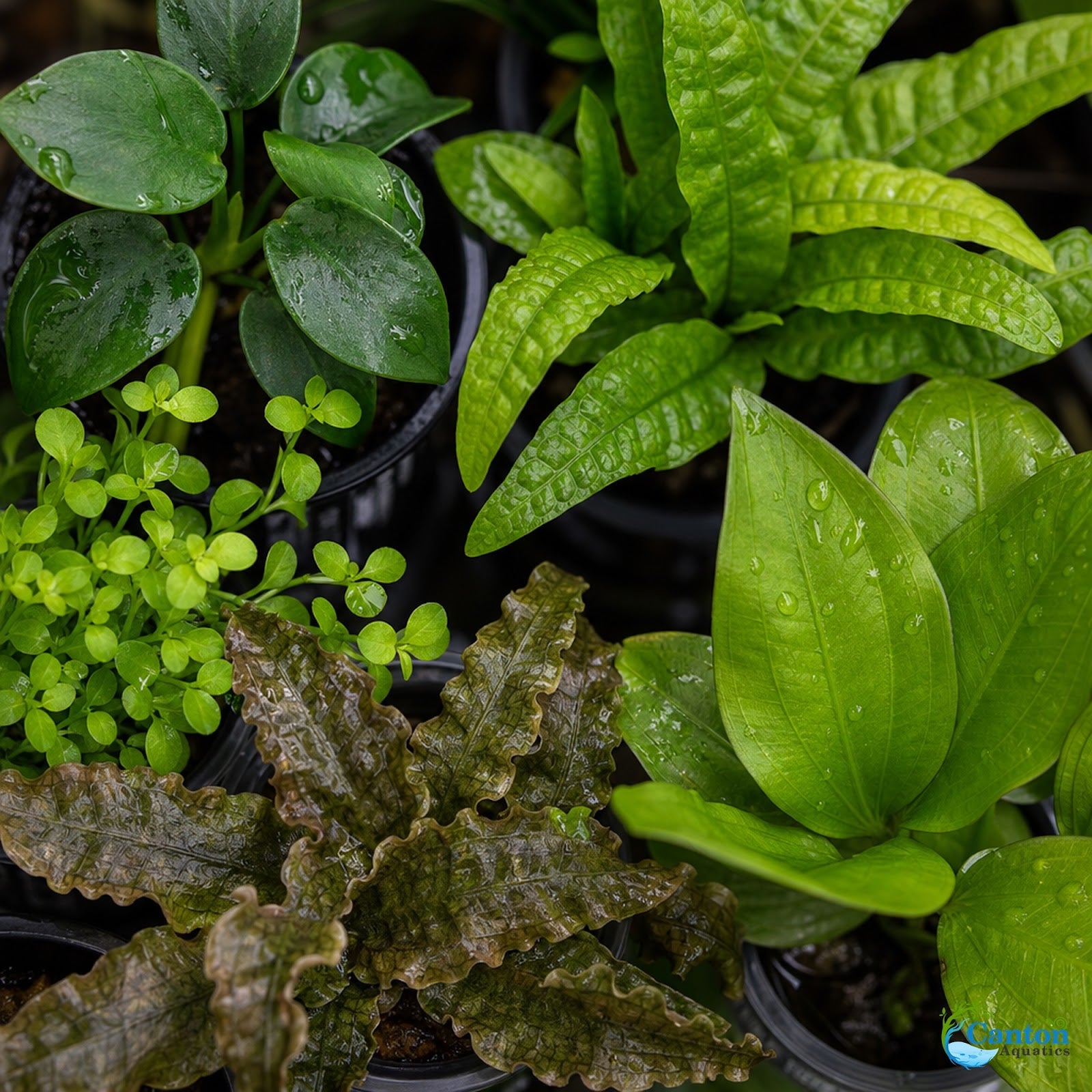 10-plant bundle for fish tanks showing diverse species selection
