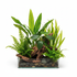 Cichlid-Friendly Live Plant Pack live plant specimen