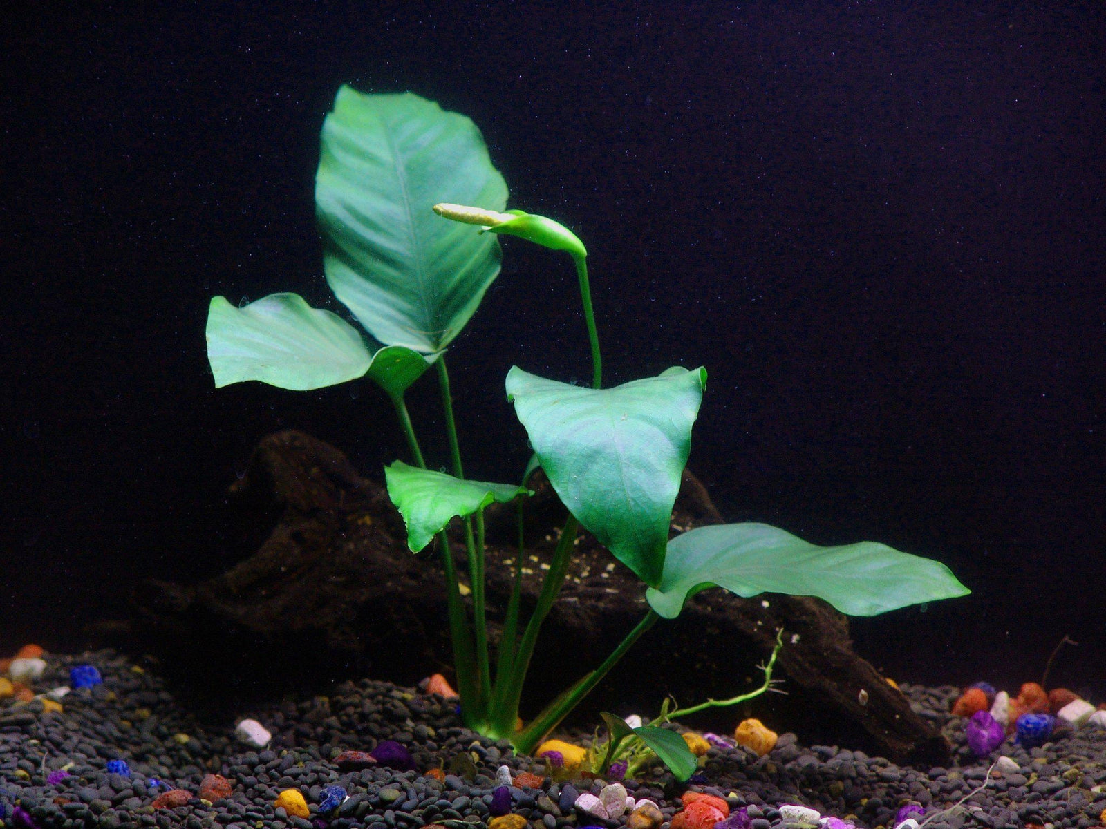 3 Anubias Aquatic Plants Bundle