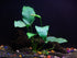 3 Anubias Aquatic Plants Bundle