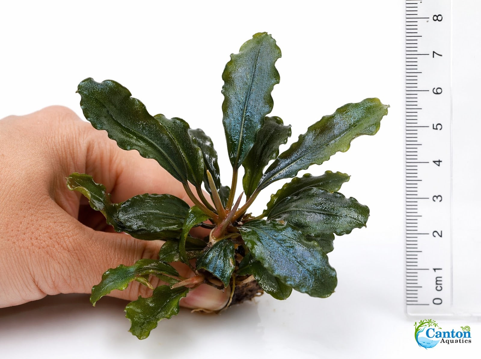 Bucephalandra Mix Green Wavy Plant - Ideal Aquarium Plants - Adorn Your Aquarium with The Graceful Charm - Eye Catching Focal Point - Vibrant Green Color - Low Maintenance Plant - Close Up View