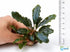Bucephalandra Mix Green Wavy Plant - Ideal Aquarium Plants - Adorn Your Aquarium with The Graceful Charm - Eye Catching Focal Point - Vibrant Green Color - Low Maintenance Plant - Close Up View