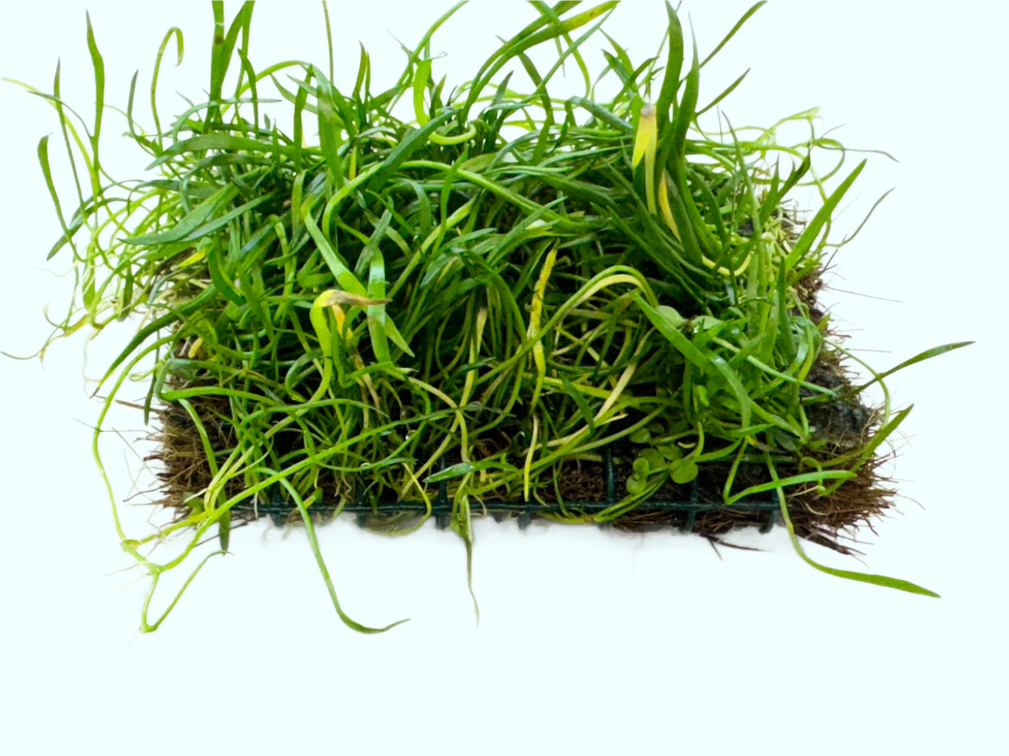 Micro Sword NarrowLeaf (Lilaeopsis Zelandiae) aquascaping plant