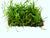 Micro Sword NarrowLeaf (Lilaeopsis Zelandiae) aquascaping plant