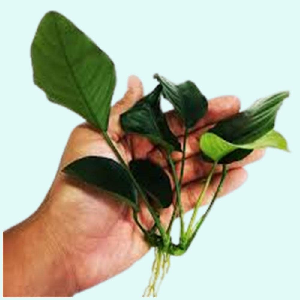 3 Anubias Aquatic Plants Bundle