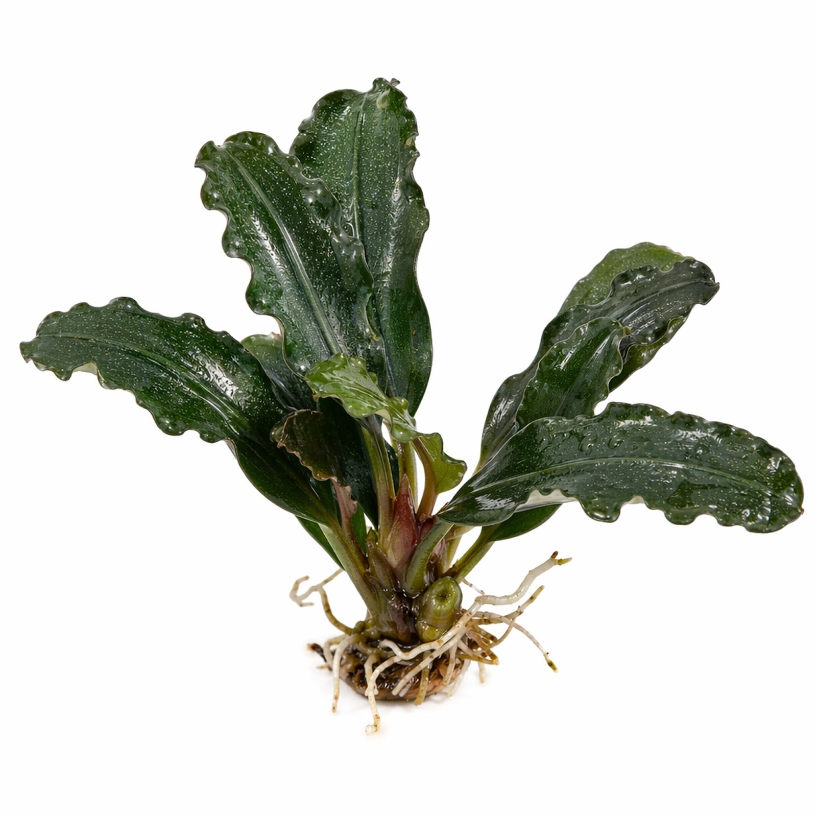 Bucephalandra Mix Green Wavy Plant - Ideal Aquarium Plants - Adorn Your Aquarium with The Graceful Charm - Eye Catching Focal Point - Vibrant Green Color - Low Maintenance Plant - Live Aquarium Plant