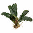 Bucephalandra Mix Green Wavy Plant - Ideal Aquarium Plants - Adorn Your Aquarium with The Graceful Charm - Eye Catching Focal Point - Vibrant Green Color - Low Maintenance Plant - Live Aquarium Plant