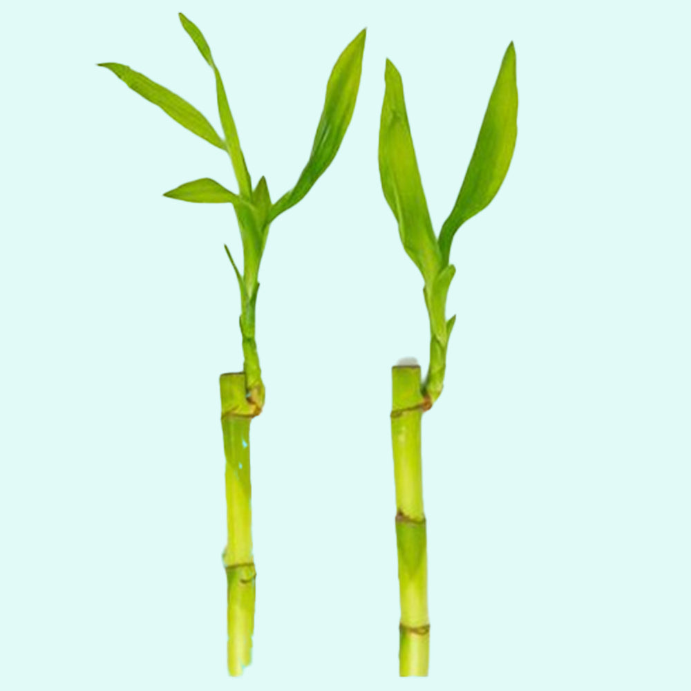 live lucky bamboo plant Lucky Bamboo Plant (Dracaena Sanderiana)