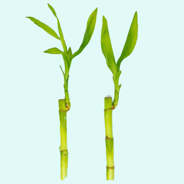lucky bamboo straight stalks Lucky Bamboo Plant (Dracaena Sanderiana)
