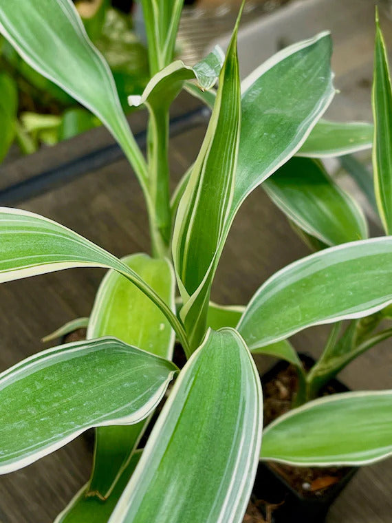 Sanderiana Variegated (Dracaena sanderiana)