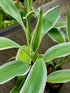 Sanderiana Variegated (Dracaena sanderiana)