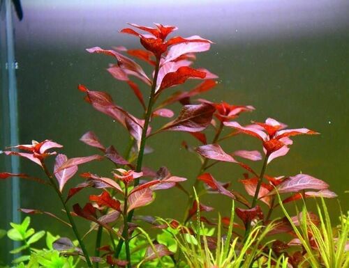 Ludwigia Repens Super Red Mini in freshwater aquarium