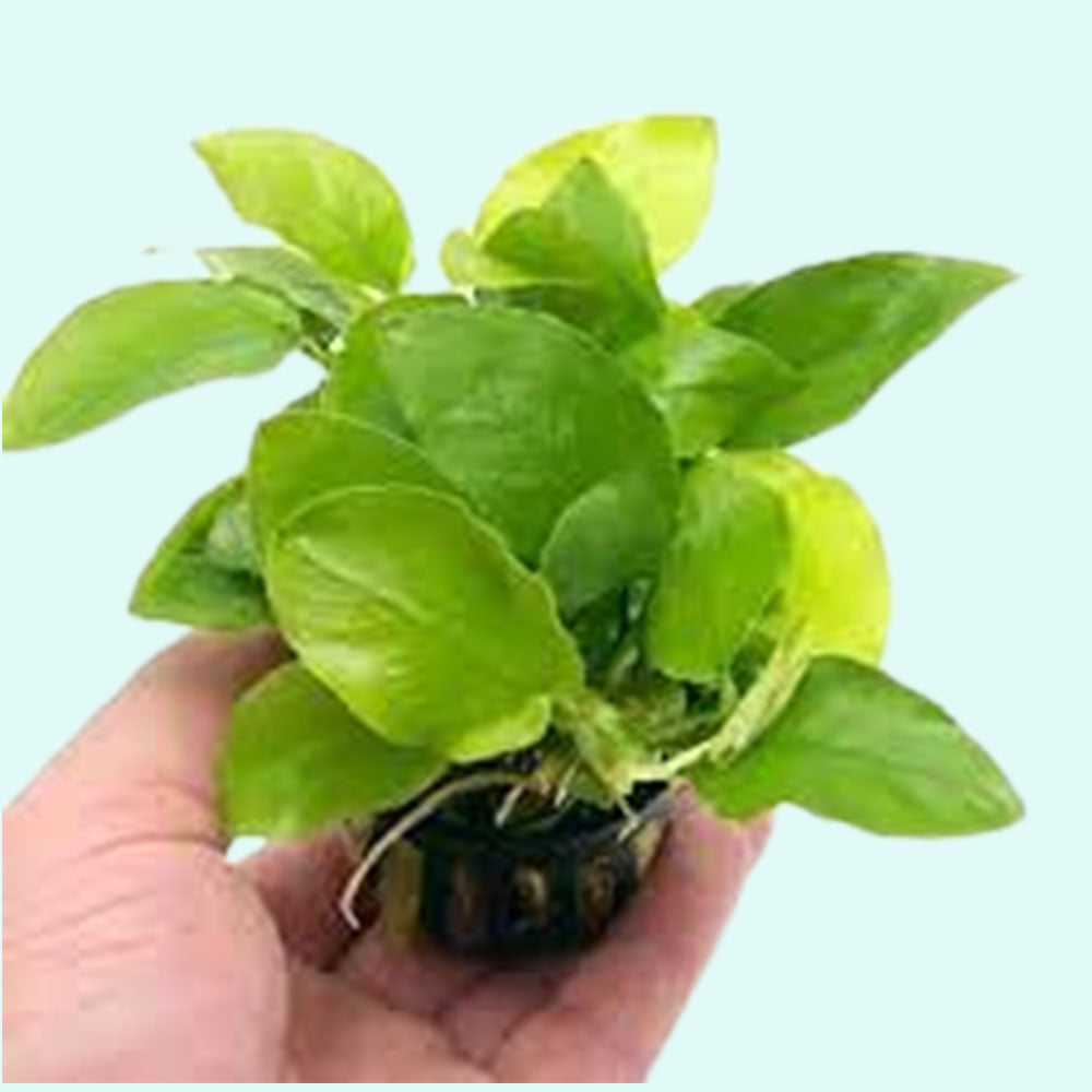 Anubias Barteri Nana (Golden) submerged in planted aquarium