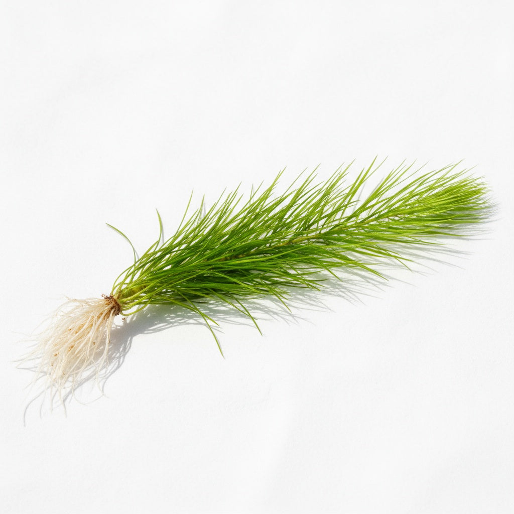 Micro Sword NarrowLeaf (Lilaeopsis Zelandiae) close-up detail