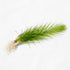 Micro Sword NarrowLeaf (Lilaeopsis Zelandiae) close-up detail