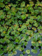 Frogbit (Limnobium Spongia)