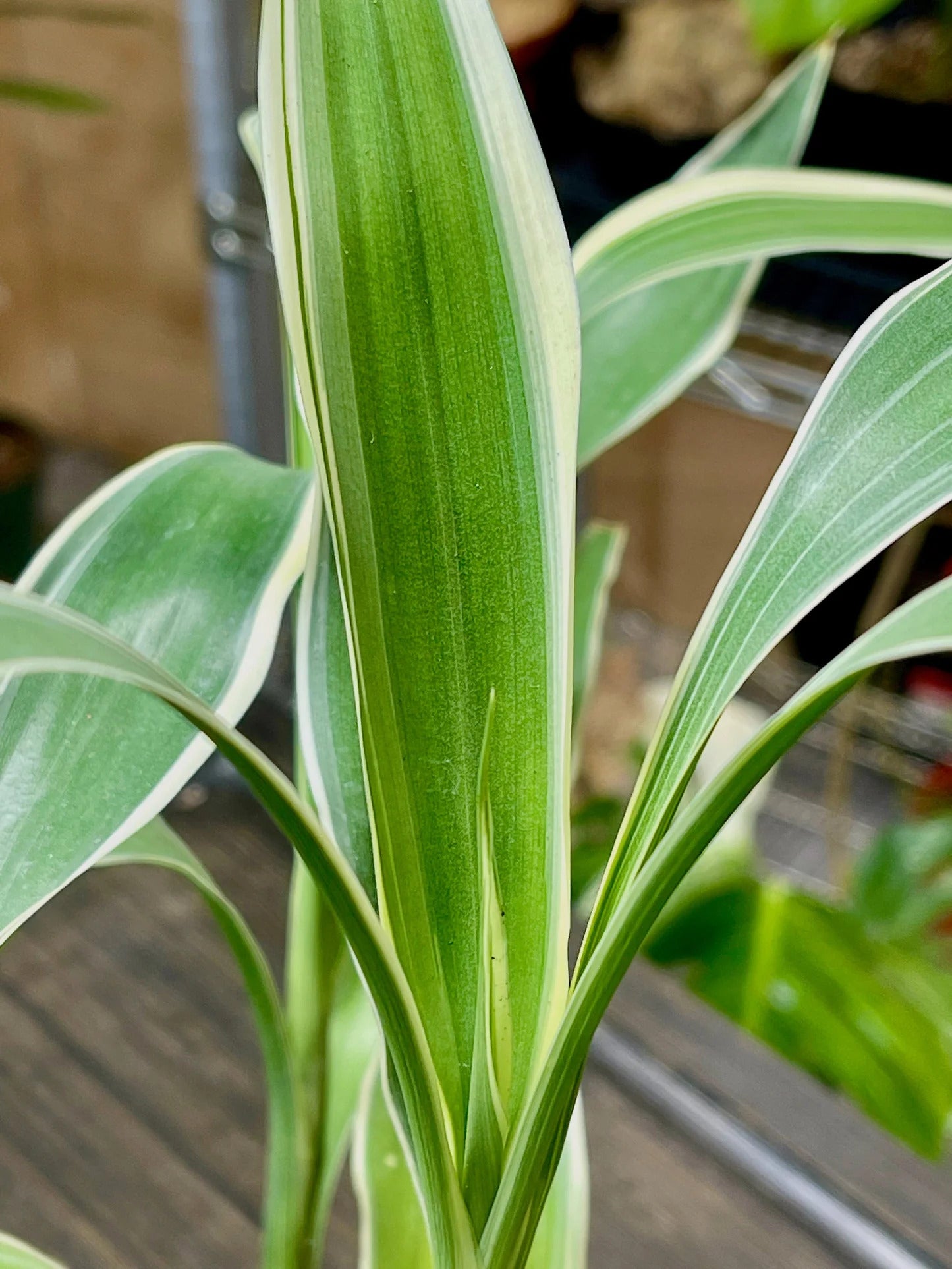 Sanderiana Variegated (Dracaena sanderiana)