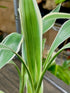 Sanderiana Variegated (Dracaena sanderiana)
