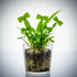 Java Fern Microsorum "Thors Hammer"