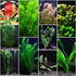 Premium Assorted Mixed Plant Bundle