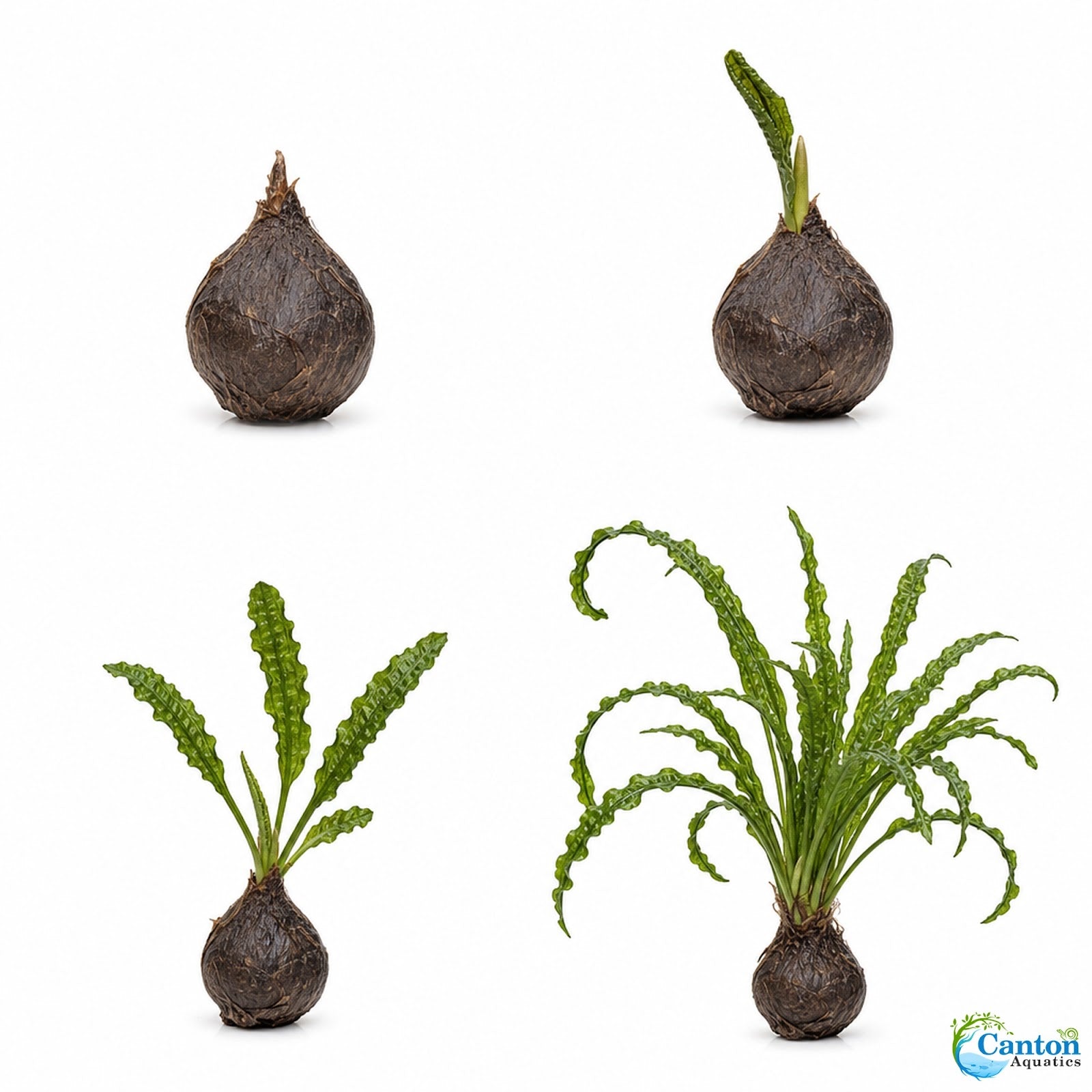 Aponogeton Crispus Bulb Live Aquarium Plant Crinkled Sword Freshwater Easy Beginner Low Light No CO2 - Image 8