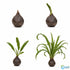 Aponogeton Crispus Bulb Live Aquarium Plant Crinkled Sword Freshwater Easy Beginner Low Light No CO2 - Image 8