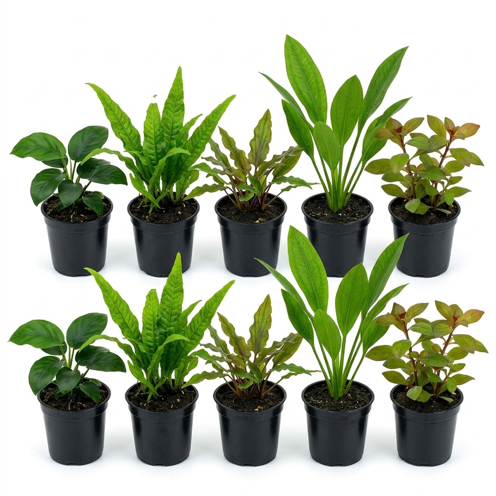 Live Aquarium Plants Bundle 10 Pack - Complete Bundle Overview