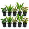 Live Aquarium Plants Bundle 10 Pack - Complete Bundle Overview