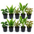 Live Aquarium Plants Bundle 10 Pack - Complete Bundle Overview