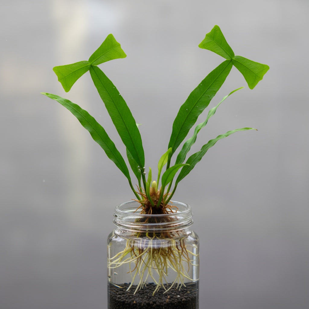 Java Fern Microsorum 