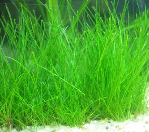5 Dwarf Hairgrass Clump Eleocharis Parvula