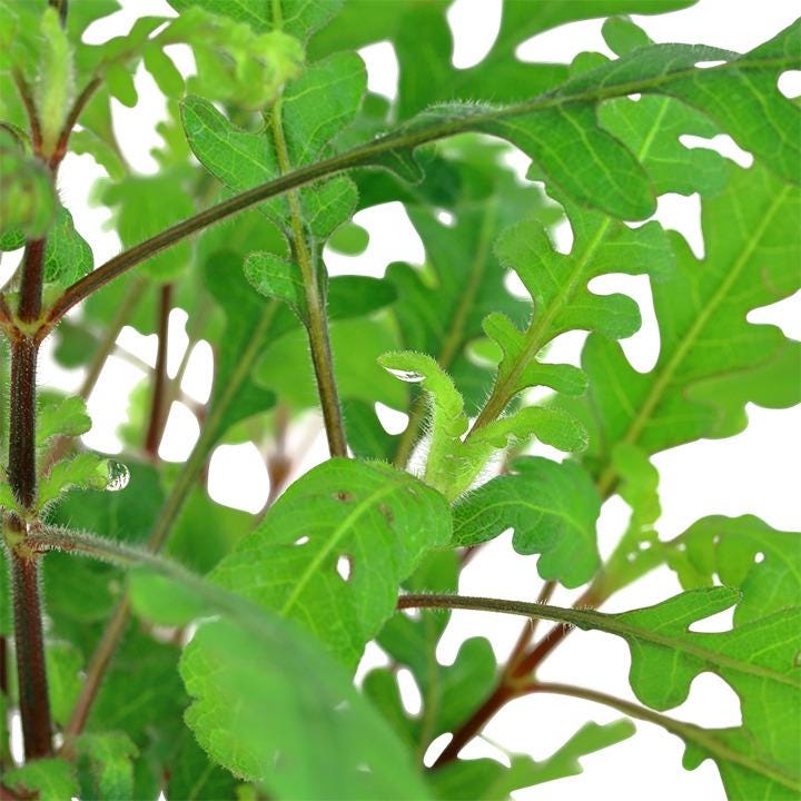 Beginner-Friendly Low Light Plant Bundle (6 Easy-Grow Varieties)