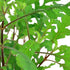 Beginner-Friendly Low Light Plant Bundle (6 Easy-Grow Varieties)